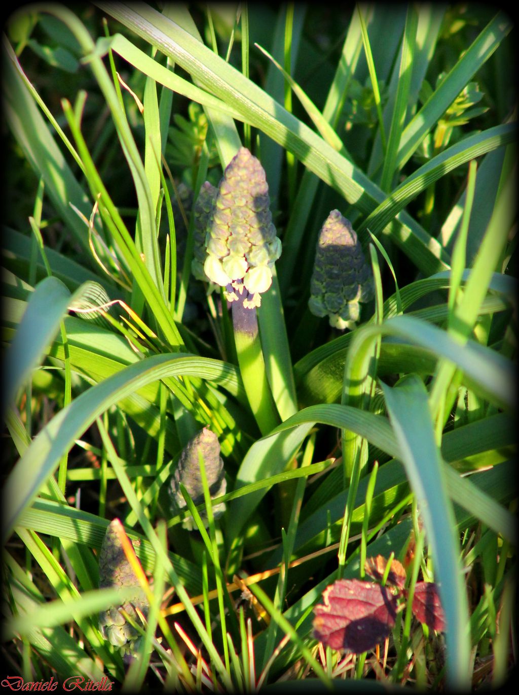 Muscari comosum